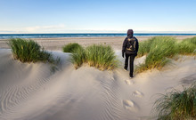 Woman Hiking In Windy Coastal Dune Grass Towards Beach Of North Sea.