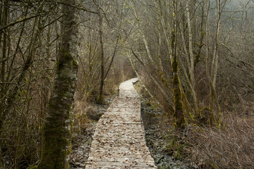 Wall Mural - a picture of an Pacific Northwest forest trail