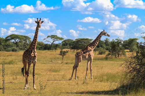 Fényképezés Portrait of two giraffe. Serengeti, Tanzania