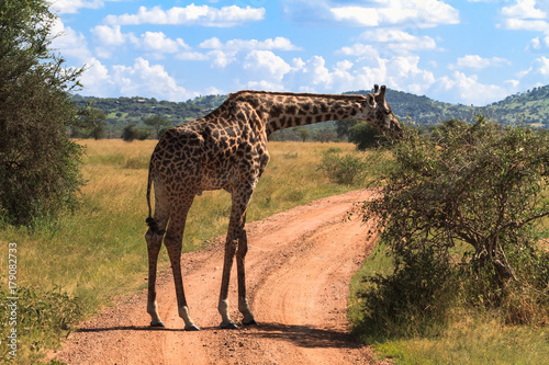 Portrait of big giraffe near a tree. Serengeti, Tanzania Plakát