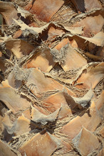Background Of Palm Tree Trunk