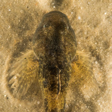 European Bullhead Fish (Cottus Gobio) Close-up Of Head. A Freshwater Fish From Above Camouflaged Against Sand At Bottom Of Stream, Showing Pectoral Fins