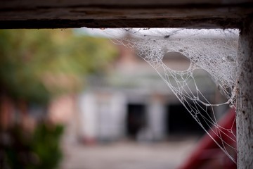 spider net