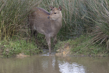 Wall Mural - sika deer stag, hind, calf portrait within long grass