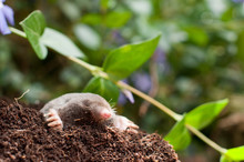 Digging Mole Out Of Hole