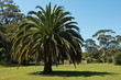Palme in Royal NP in Australien