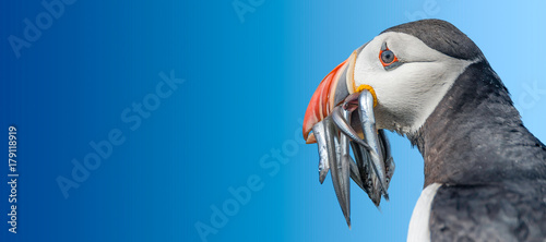 Fotografía North Atlantic puffins at Faroe island Mykines