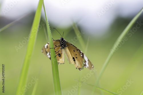 Fotografie, Obraz Common Tiger Tiger butterfly perched on dry branches
