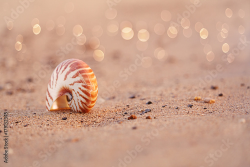 Fotografie, Obraz seashell nautilus on sea beach with waves under sunrise sun light