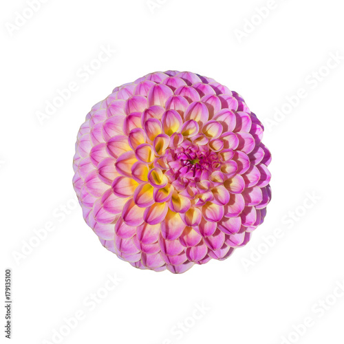 pink yellow striped head of a dahlia flower