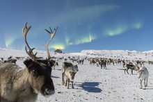 Close Up Of A Reindeer Under The Northern Lights (Aurora Borealis), Abisko, Kiruna Municipality, Norrbotten County, Lapland, Sweden