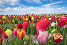 Multicoloured Tulip Field, Yersekendam, Zeeland Province, Netherlands
