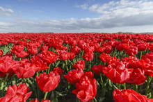 Red Tulips And Clouds In The Sky, Yersekendam, Zeeland Province, Netherlands