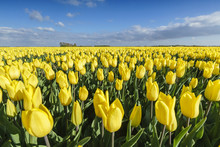 Yellow Tulips In A Field, Yersekendam, Zeeland Province, Netherlands