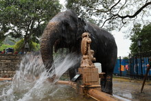 Tempel Elefant Von Kandy In Sri Lanka