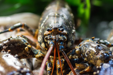 Fresh frozen lobster on ice