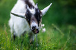 A young goat grazes in a meadow. Portrait of a funny goat. The goat is looking at the camera.
