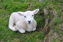 Newborn Lamb Rests In Grass