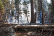 Management fire in Yosemite National Park - Rangers have set a small-scale, controlled fire in a forest in Tuolumne Meadows, Yosemite National Park, to prevent wildfires from spreading.
