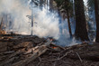 Management fire in Yosemite National Park - Rangers have set a small-scale, controlled fire in a forest in Tuolumne Meadows, Yosemite National Park, to prevent wildfires from spreading.