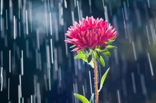 Aster Flower On The Background Tracks Of Raindrops