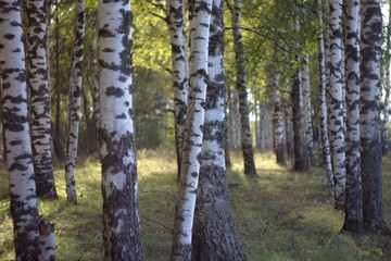  Birches