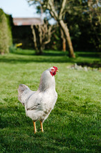 A Rooster Roams Free In A Garden