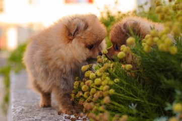 two beautiful Spitz in flowers