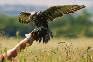 hunting birds. hunting with a saker falcon. falcon on a hand at the hunter.