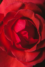 Macro Shot Of Red Rose