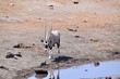 Gemsbock - Oryx