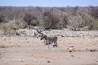 Steppenzebra Namibia