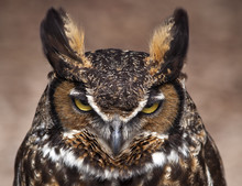 Great Horned Owl With Angry Expression