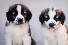 Portrait Of Two Puppies Of The Moscow Watchdog On A White Background