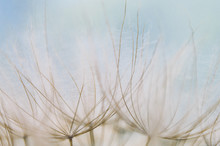 Close-up Of The Seed Head Of A Salsify Plant