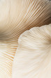 © Lumina/Stocksy - Close up view of mushroom texture