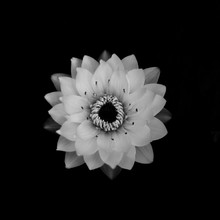 Black And White Water Lily