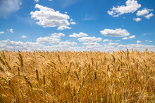 Best Golden Wheat Field And Sunny Day With Blue Sky In Background. Harvesting  Agriculture