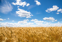 Best Golden Wheat Field And Sunny Day With Blue Sky In Background. Harvesting
