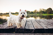 Small White Dog Standing On An Old Wooden Dock