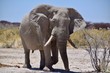 Elefantenbulle - Namibia