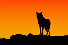 Silhouette Of A Wolf