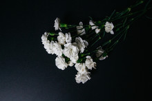 White Carnation Flower Bloom On Dark Background