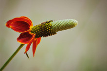 Angled Blooming Coneflower
