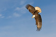 © Clemens Vanderwerf - Bald eagle flying and banking with blue sky in Alaska