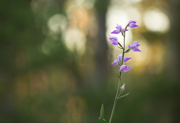 Sticker - Blooming red helleborine, Cephalanthera rubra, pine forest blurred in the background 