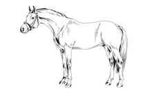 Race Horse Without A Harness Drawn In Ink By Hand On White Background In Full Length