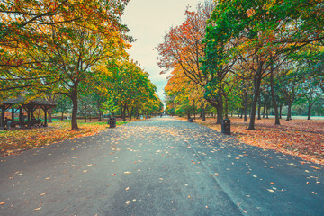 Poster - Fall color of Regent Park 