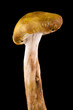 mushrooms on a black background closeup