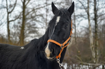 head of a black horse in a bridle in winter portrait